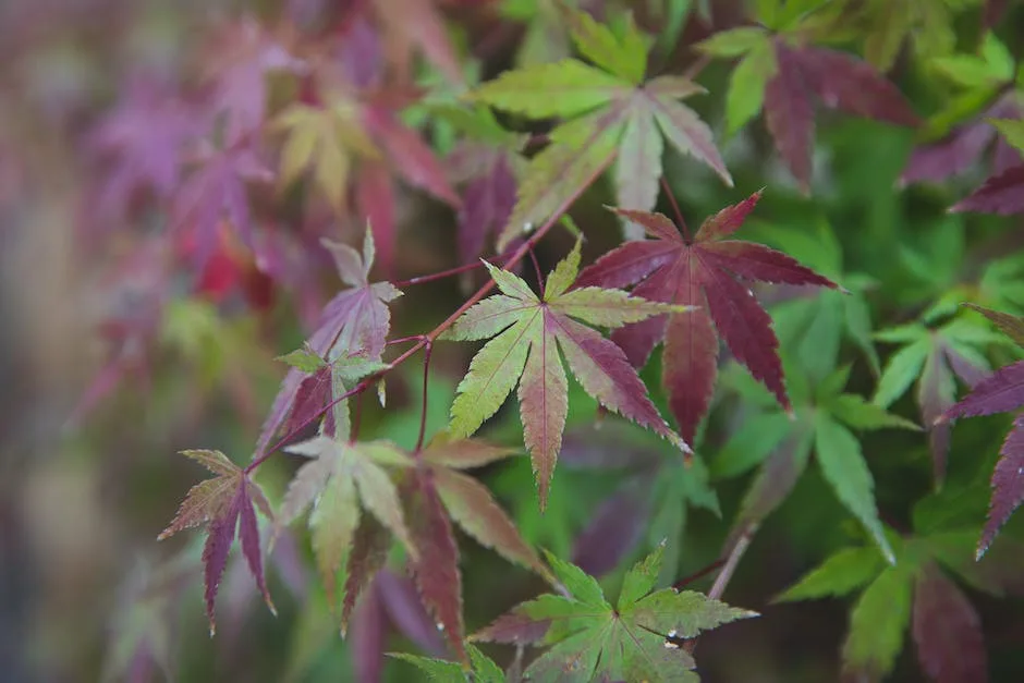 Are Japanese Maple Tree Roots Invasive_2