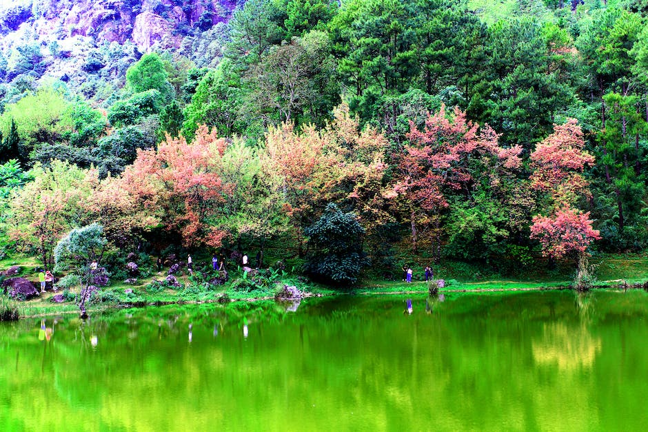 Are Japanese Maple Trees Easy To Grow_1