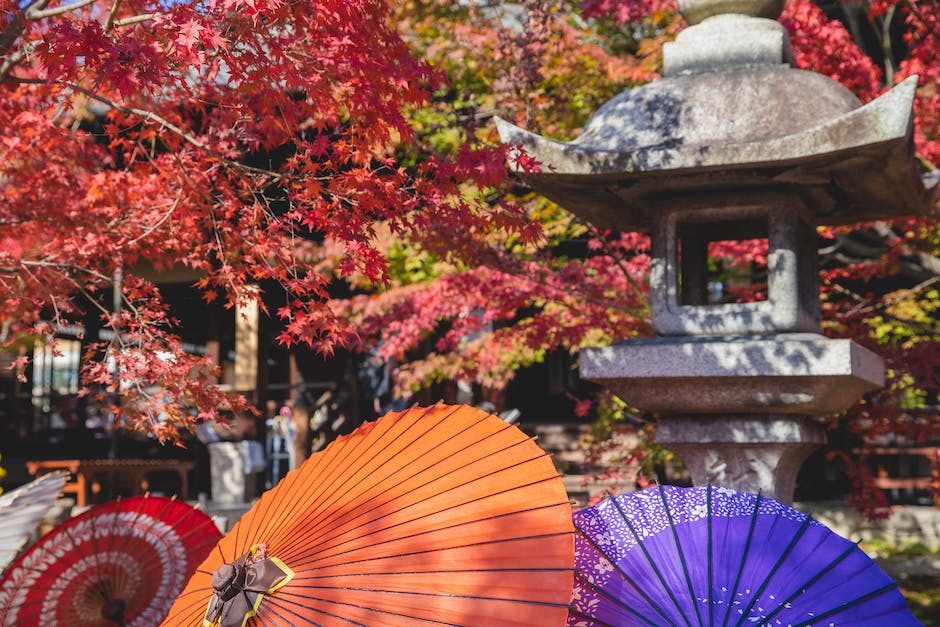 Are Japanese Maple Trees Easy To Grow_2