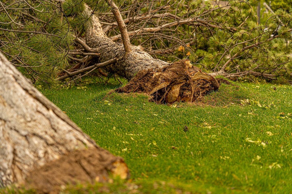 Are Pine Tree Roots Invasive_1