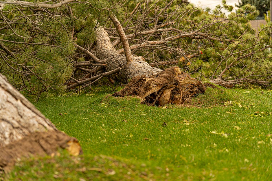 Are Pine Tree Roots Invasive_2