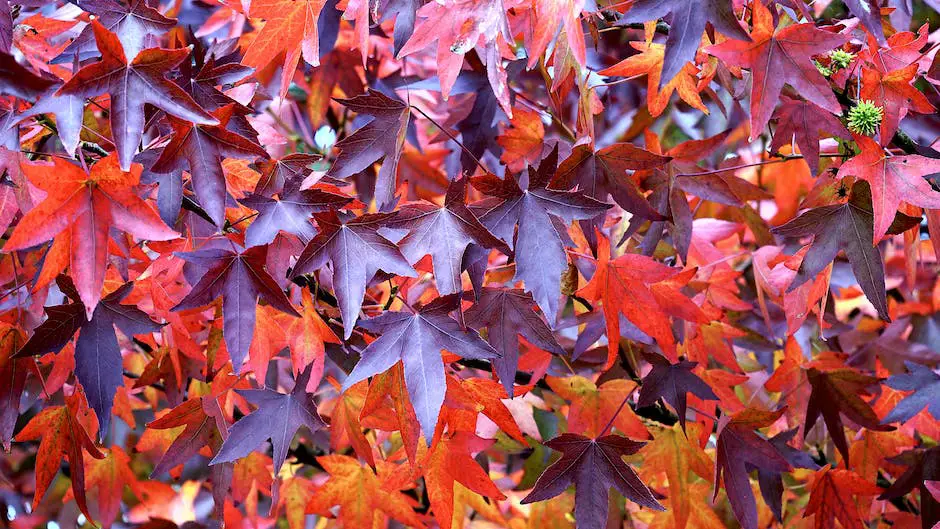 Are Red Maple Trees Deer Resistant_1