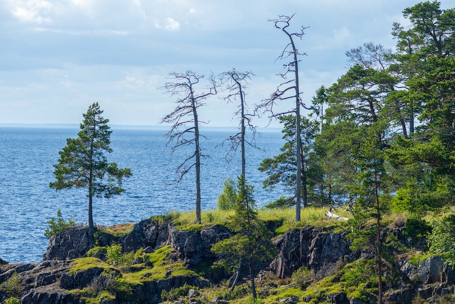 Can A Dead Pine Tree Be Revived_2