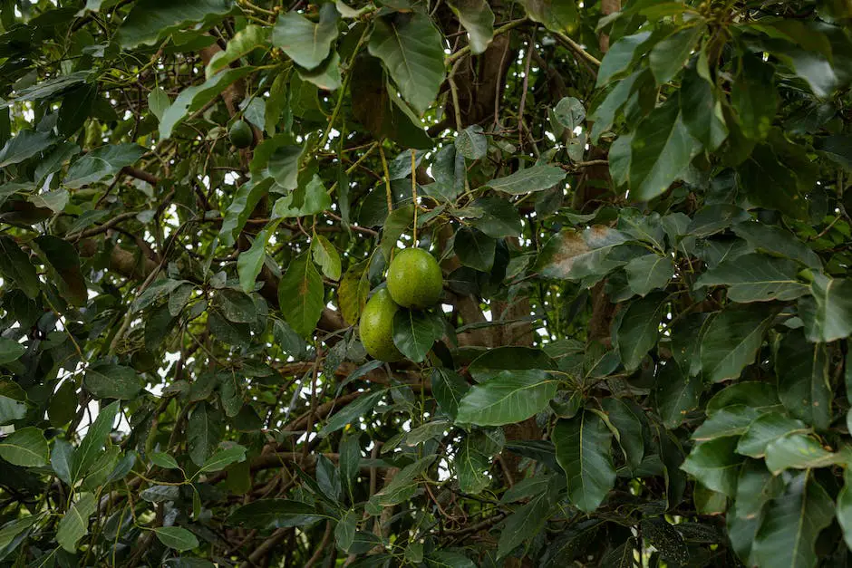 Can An Avocado Tree Grow In Georgia_1