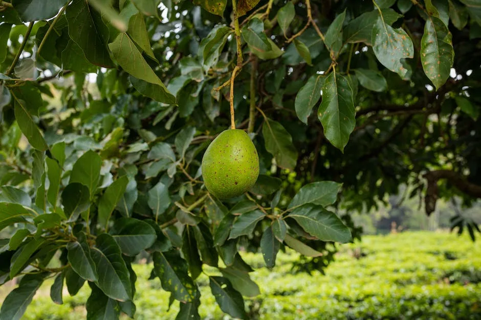 Can An Indoor Avocado Tree Bear Fruit_2