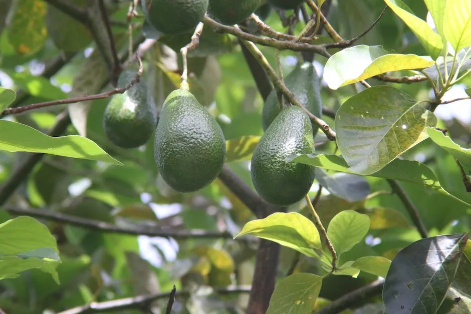 Can Avocados Ripen On The Tree_2