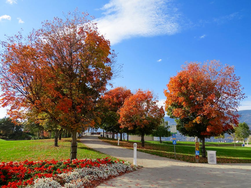 Can Maple Trees Grow In Texas_1