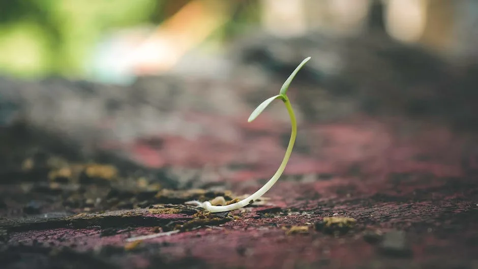 Can You Grow An Avocado Tree From The Seed_2