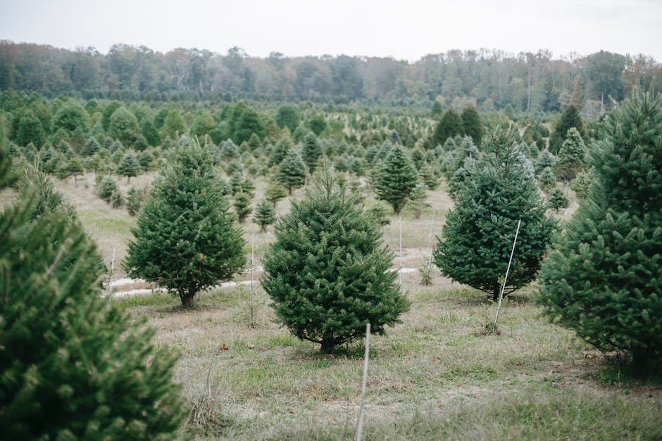 Can You Plant A Pine Tree In The Winter_1