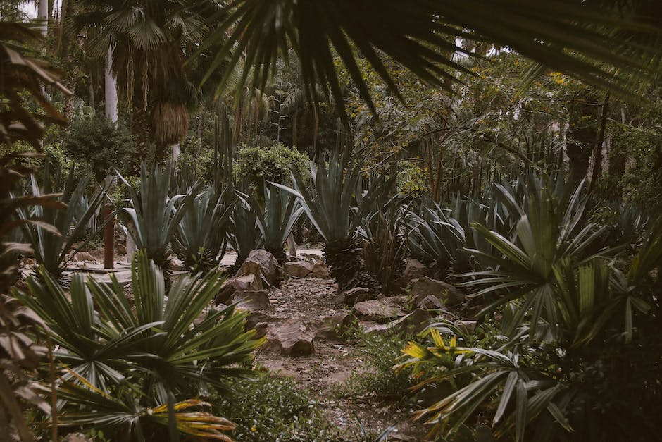 Can You Plant Palm Trees Near A Pool_1