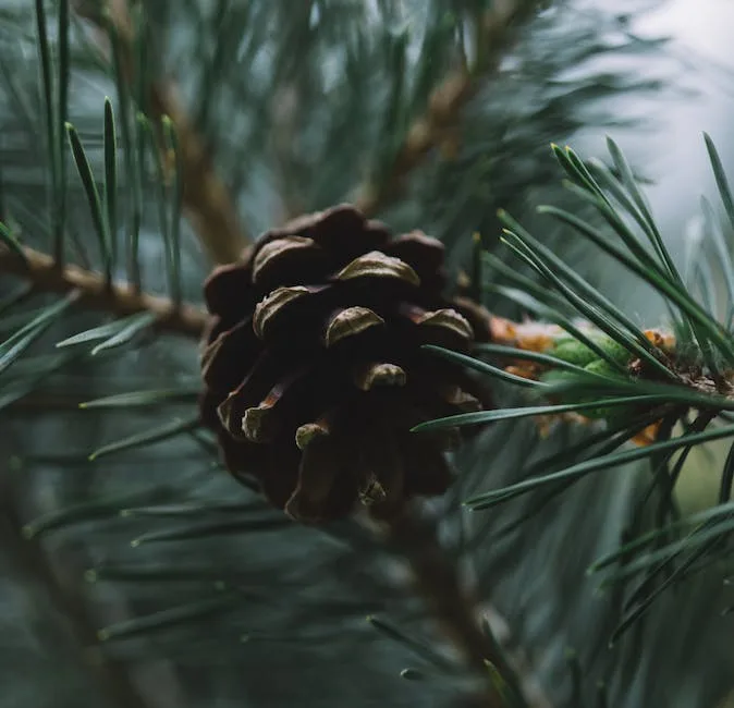 Do Pine Cones Grow Trees_1