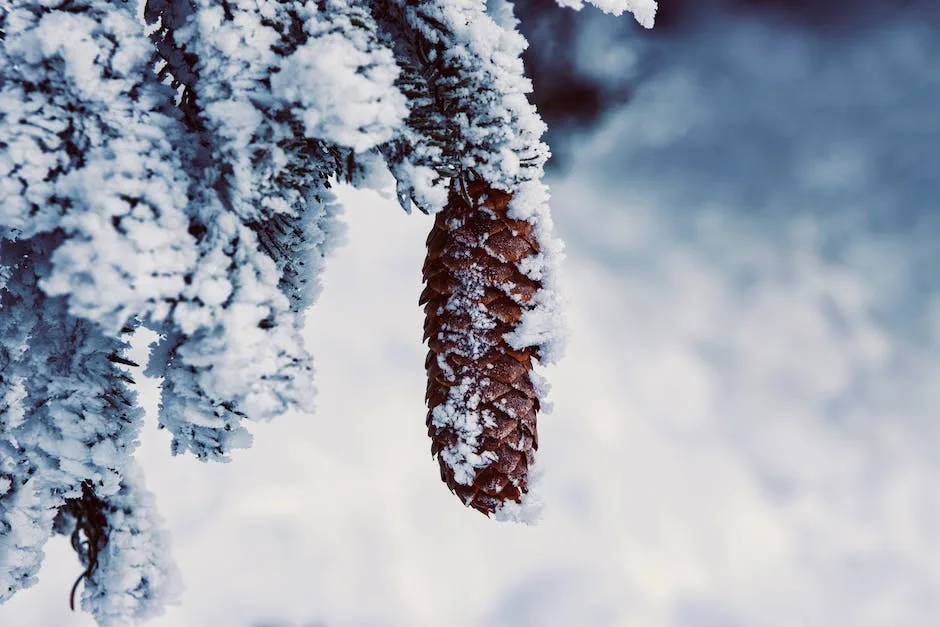 Do Pine Cones Grow Trees_2