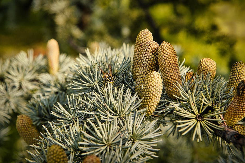 Do Pine Cones Mean A Tree Is Stressed_1