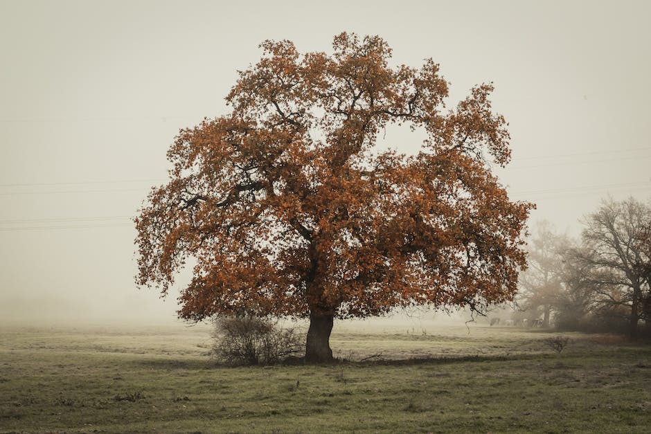 How Can You Tell If An Oak Tree Is Dying_1