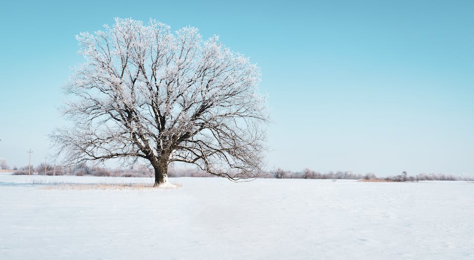 How Do You Save A Dying Oak Tree_1