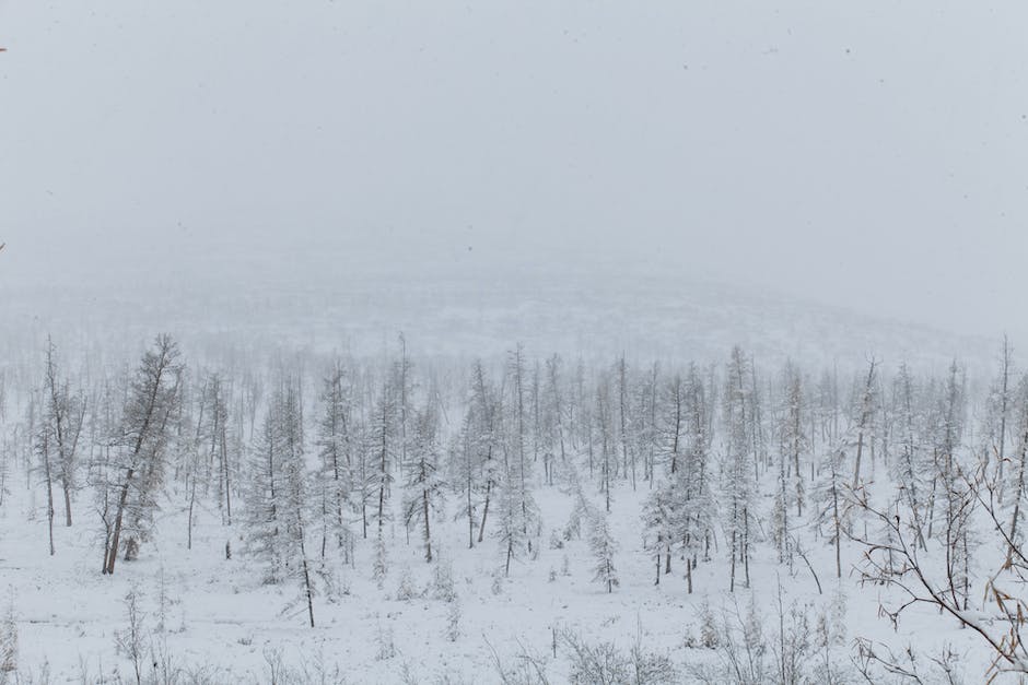 Where Do White Pine Trees Grow_1