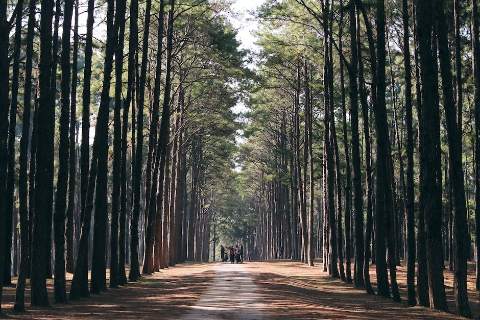 Do Pine Trees Need Sunlight_2