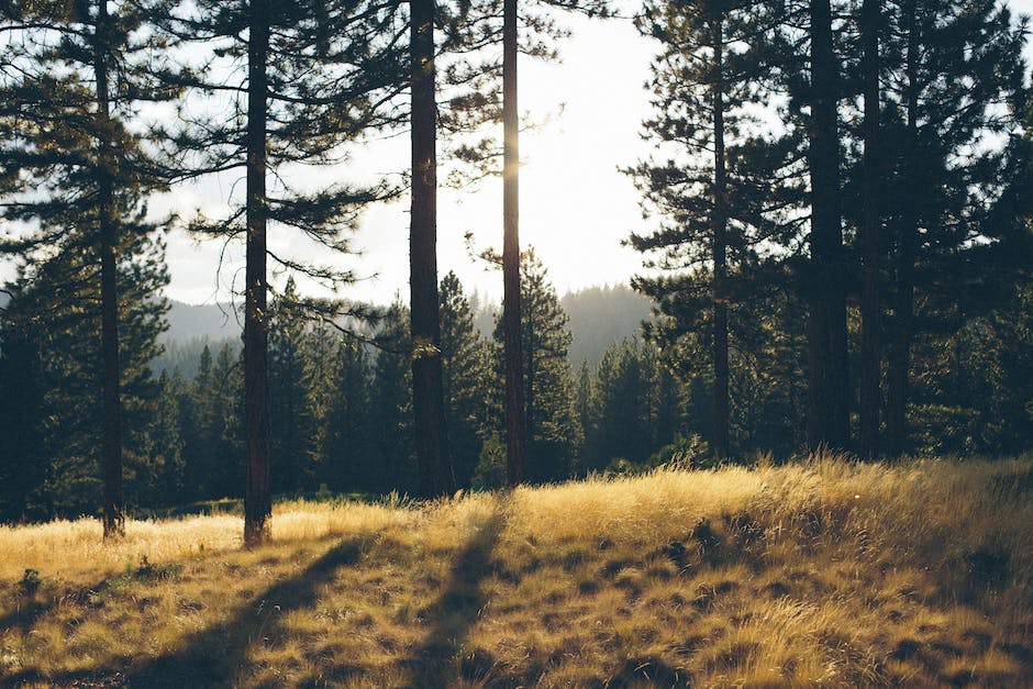 Do Pine Trees Regrow After Being Cut Down_1