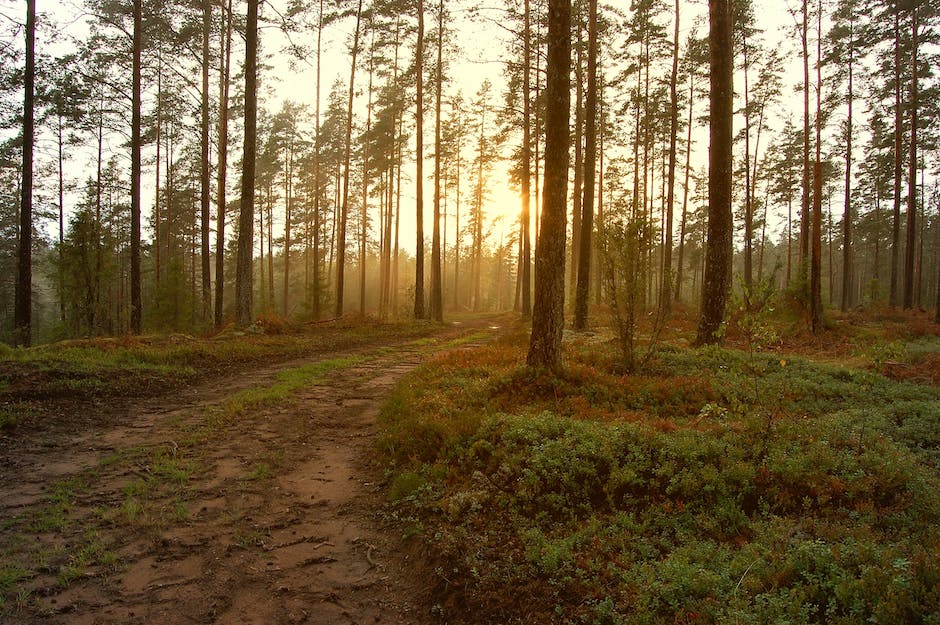 Do Pine Trees Release Pollen_1