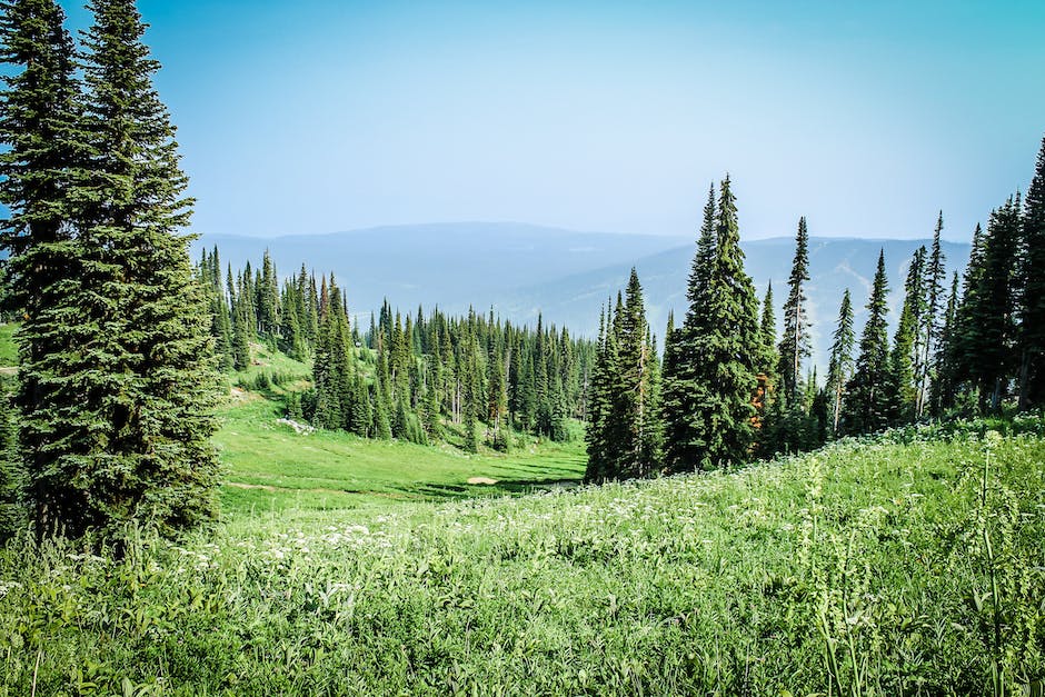 How Do Pine Trees Adapt To Their Environment_1