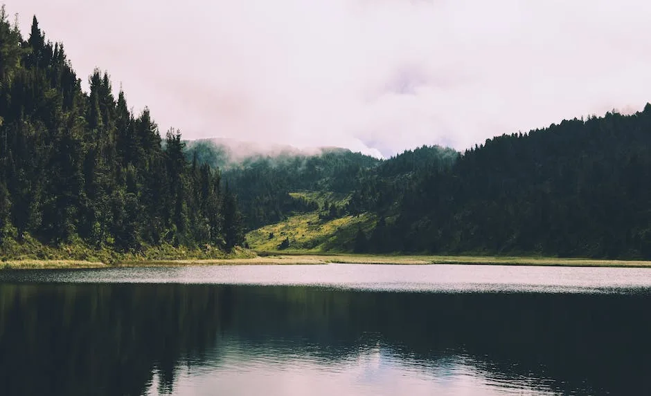 How Do Pine Trees Adapt To Their Environment_2