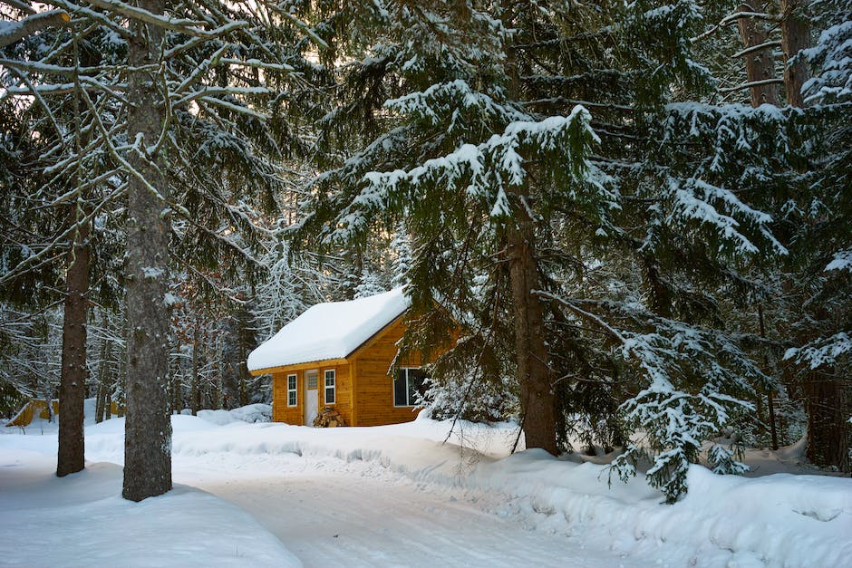 How Long Before Pine Trees Can Be Harvested_1