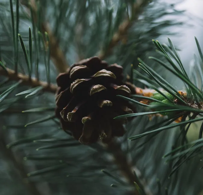 How Many Pine Cones Grow On A Tree_1