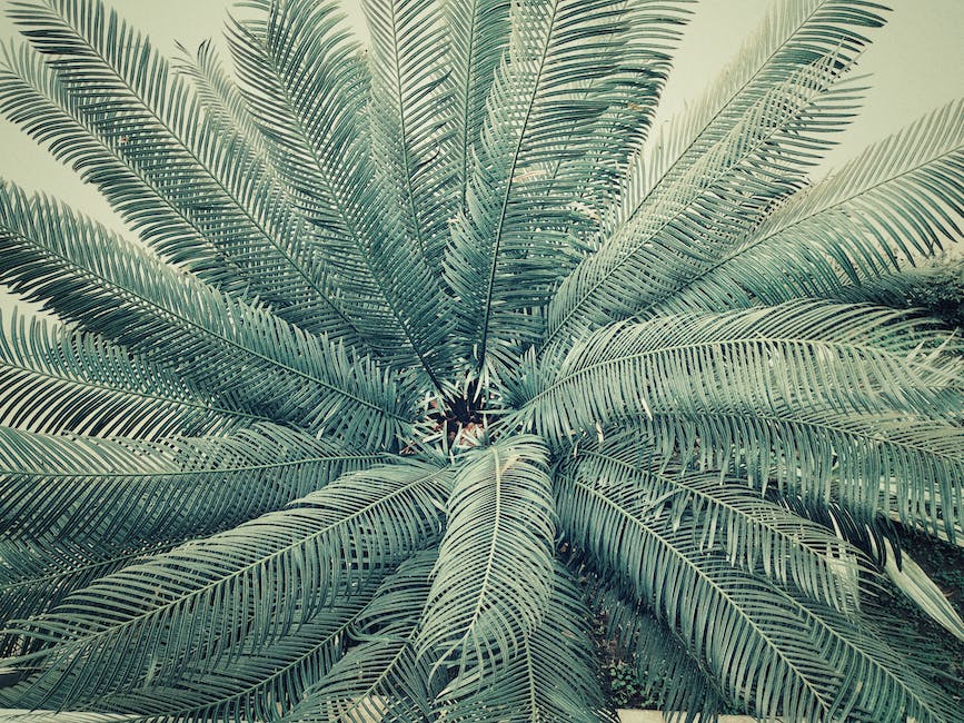 Is A Palm Tree A Gymnosperm_1