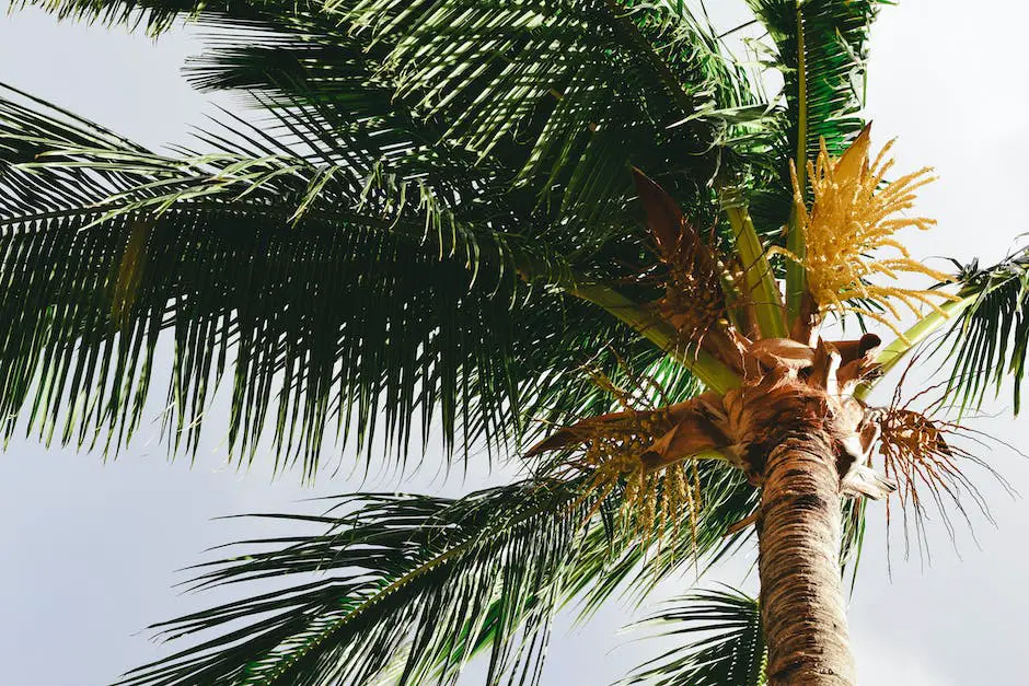 What Are The Branches Of A Palm Tree Called_1