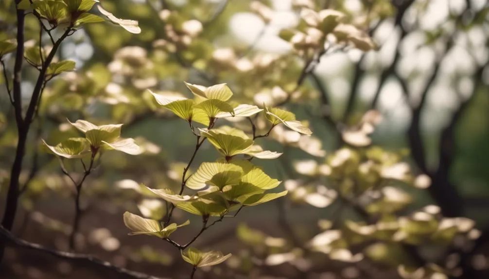 optimal soil conditions for dogwood trees