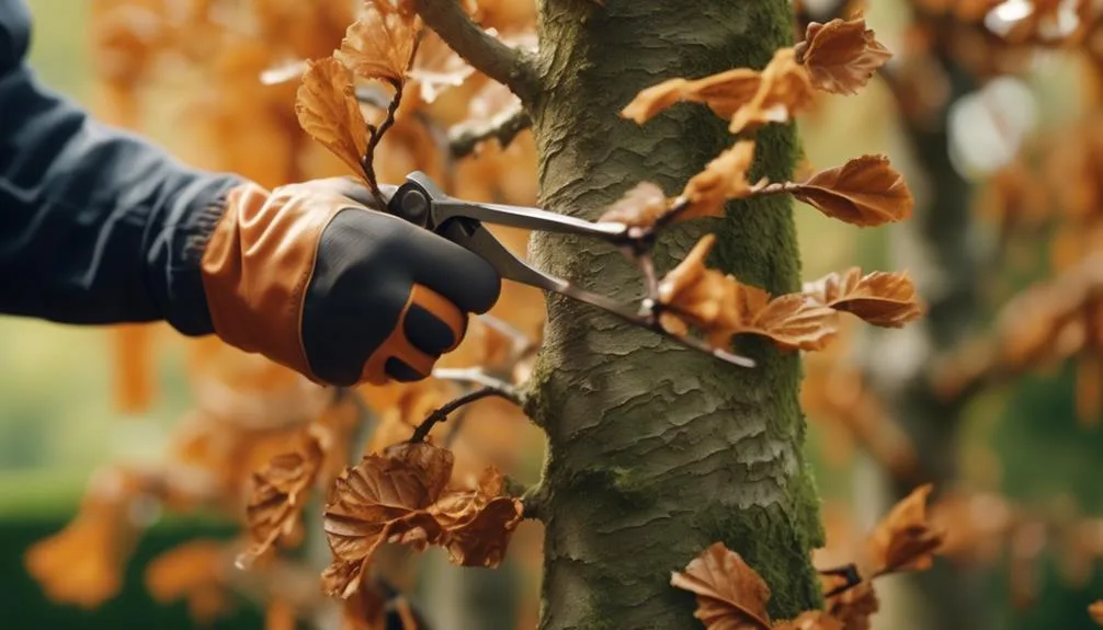 shaping and training beech trees