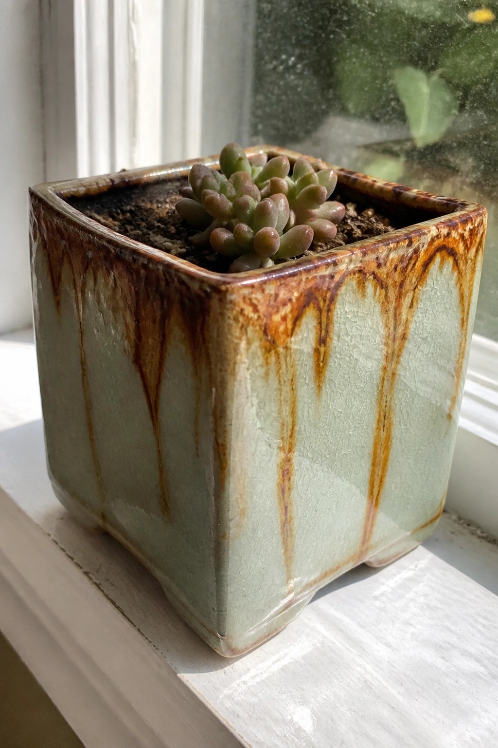 Small succulent in square green ceramic pot with brown glaze on windowsill