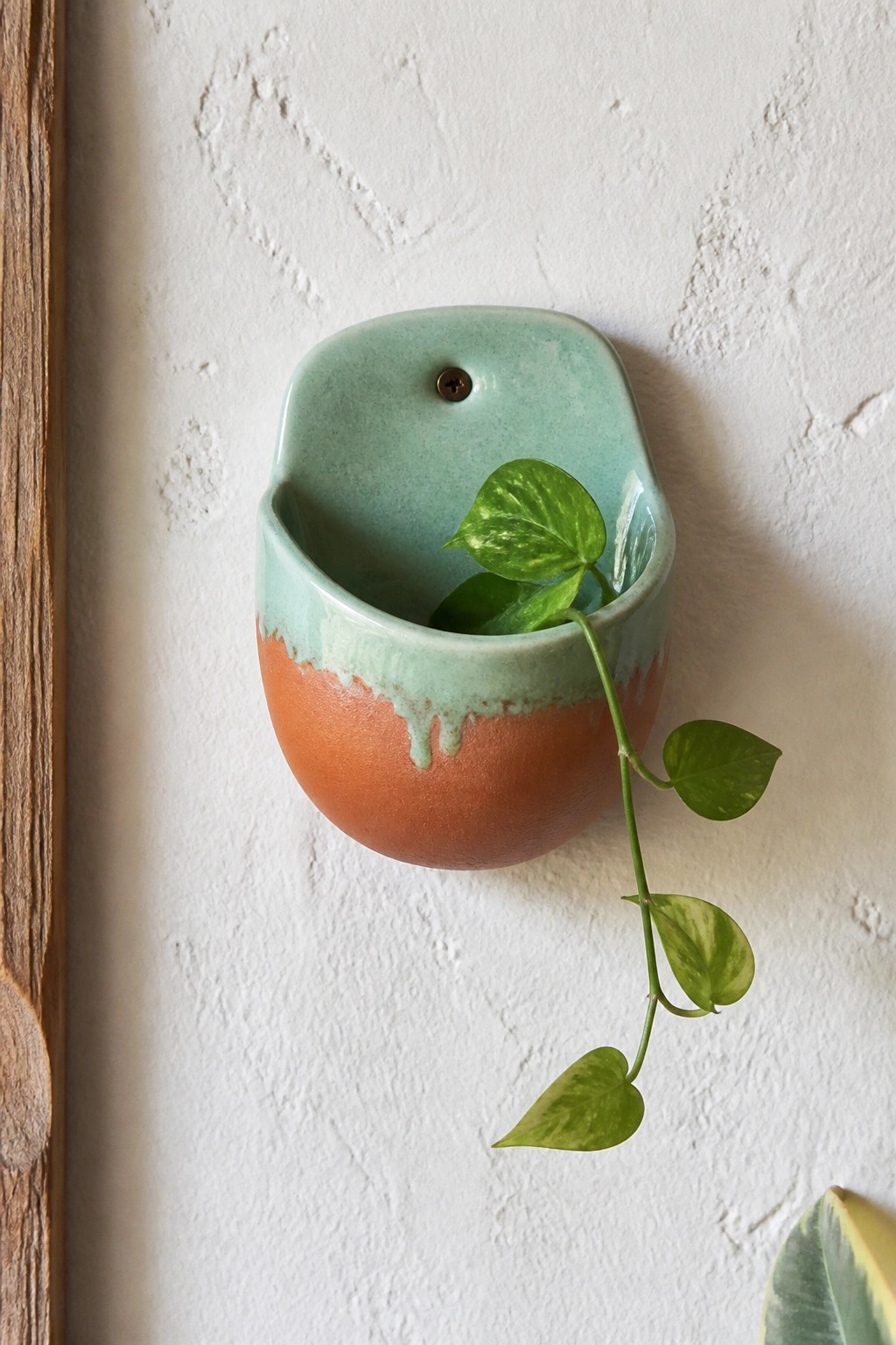 Two-toned mint green and terracotta ceramic wall planter with trailing variegated vine.