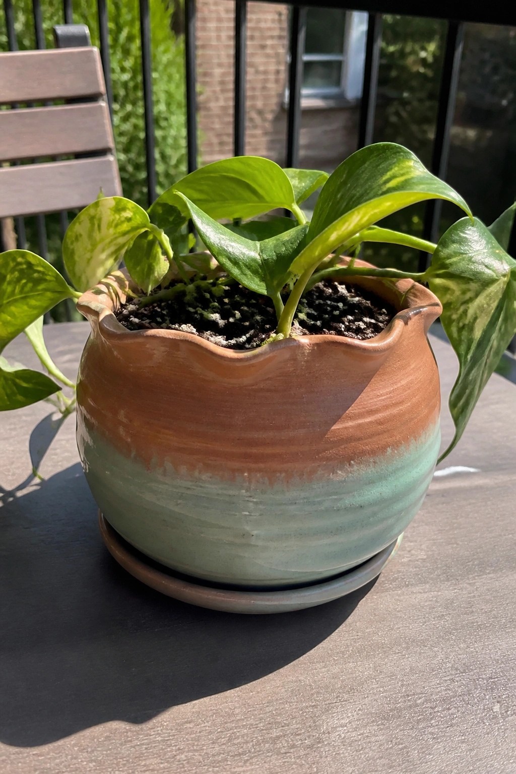 Pothos plant with variegated leaves in a brown and teal ceramic pot on wooden table
