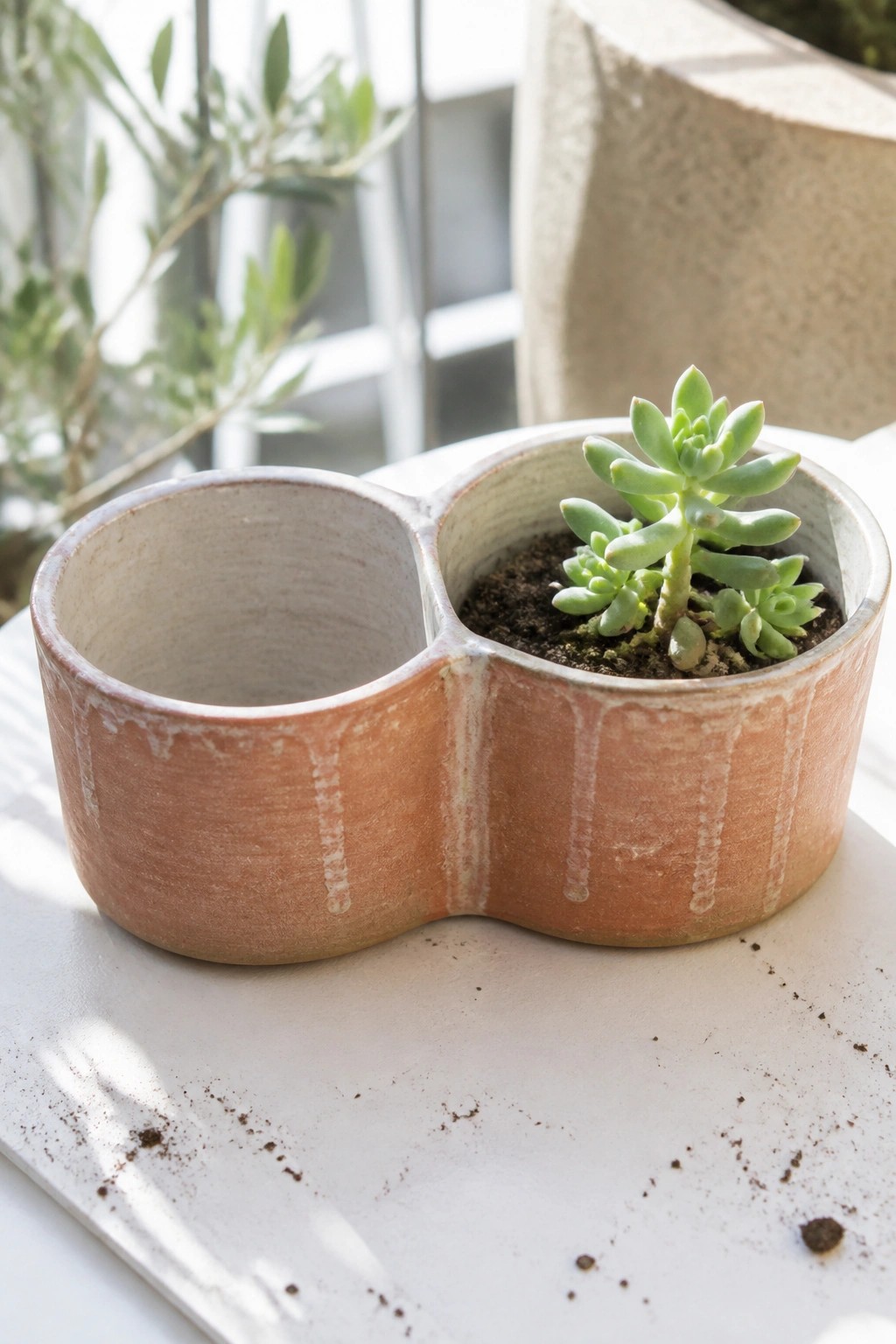 Two-section terracotta planter with green succulent in one compartment on white surface