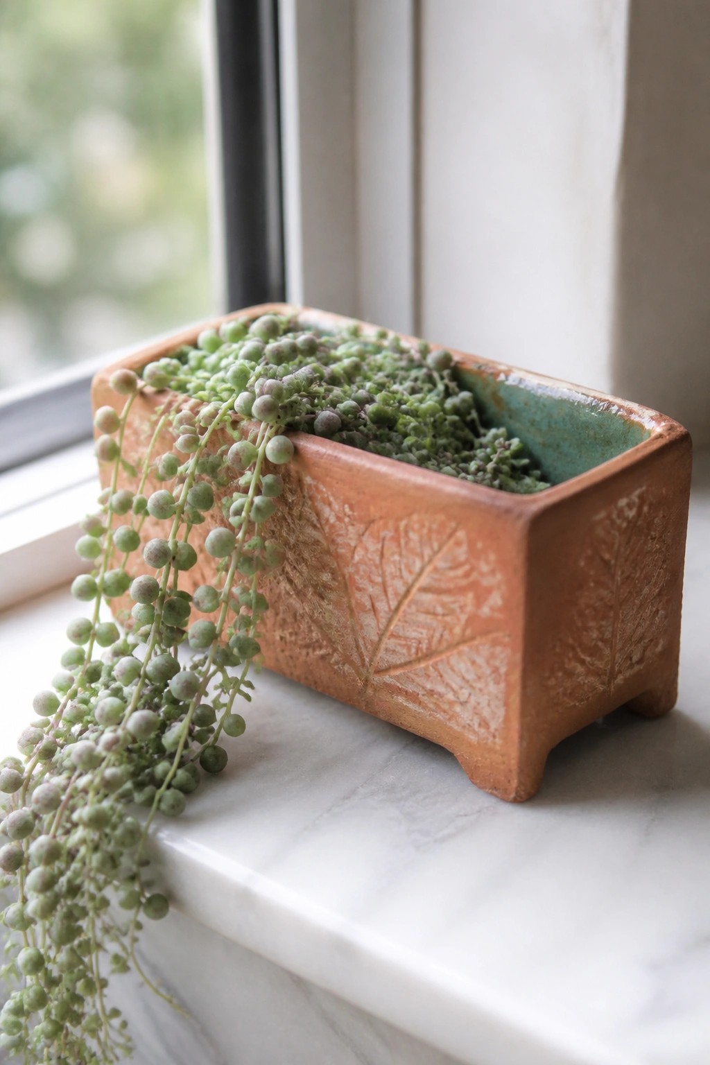 Trailing string of pearls succulent in embossed terracotta pot on marble windowsill.