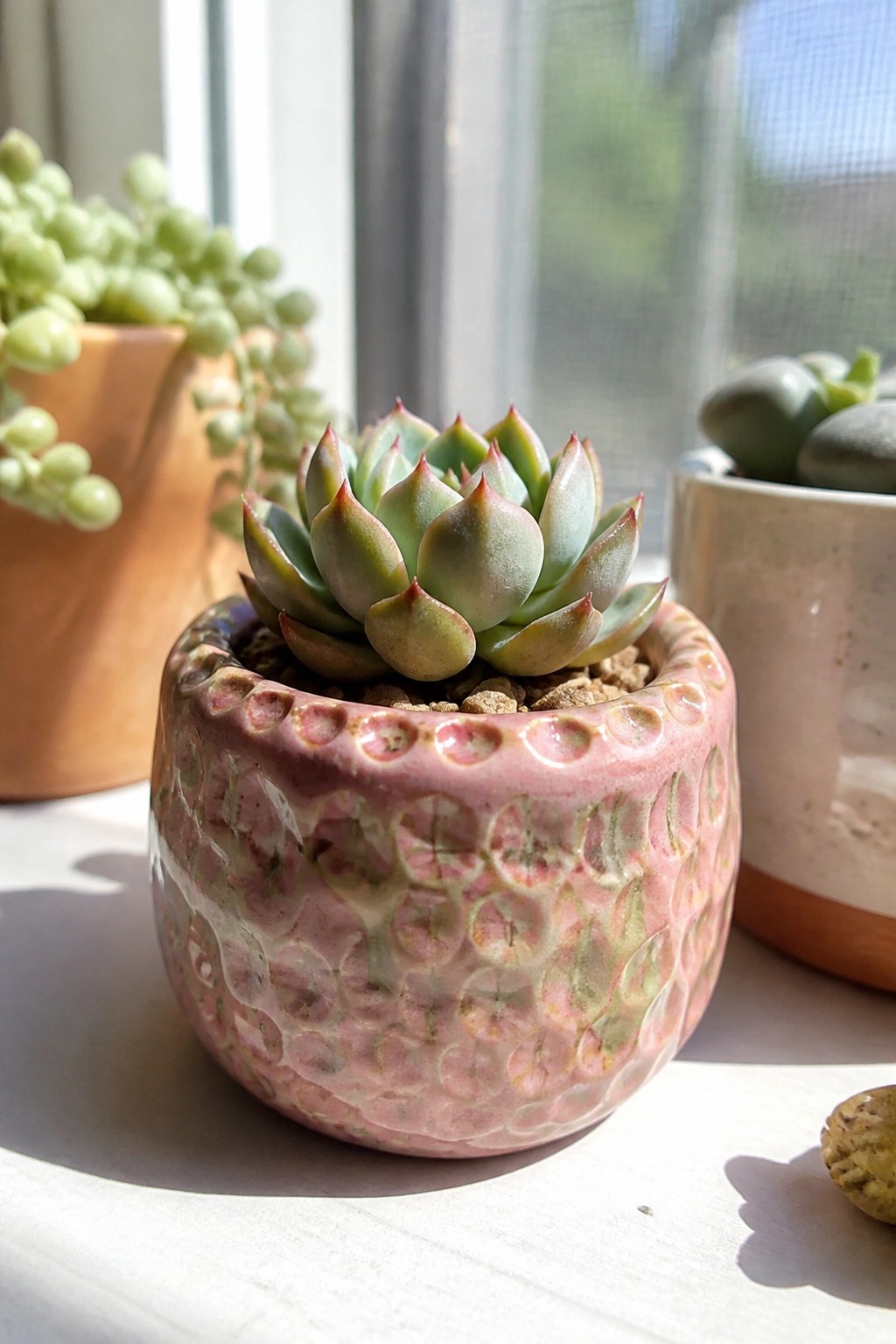 Pink textured pot with green succulent on sunny windowsill