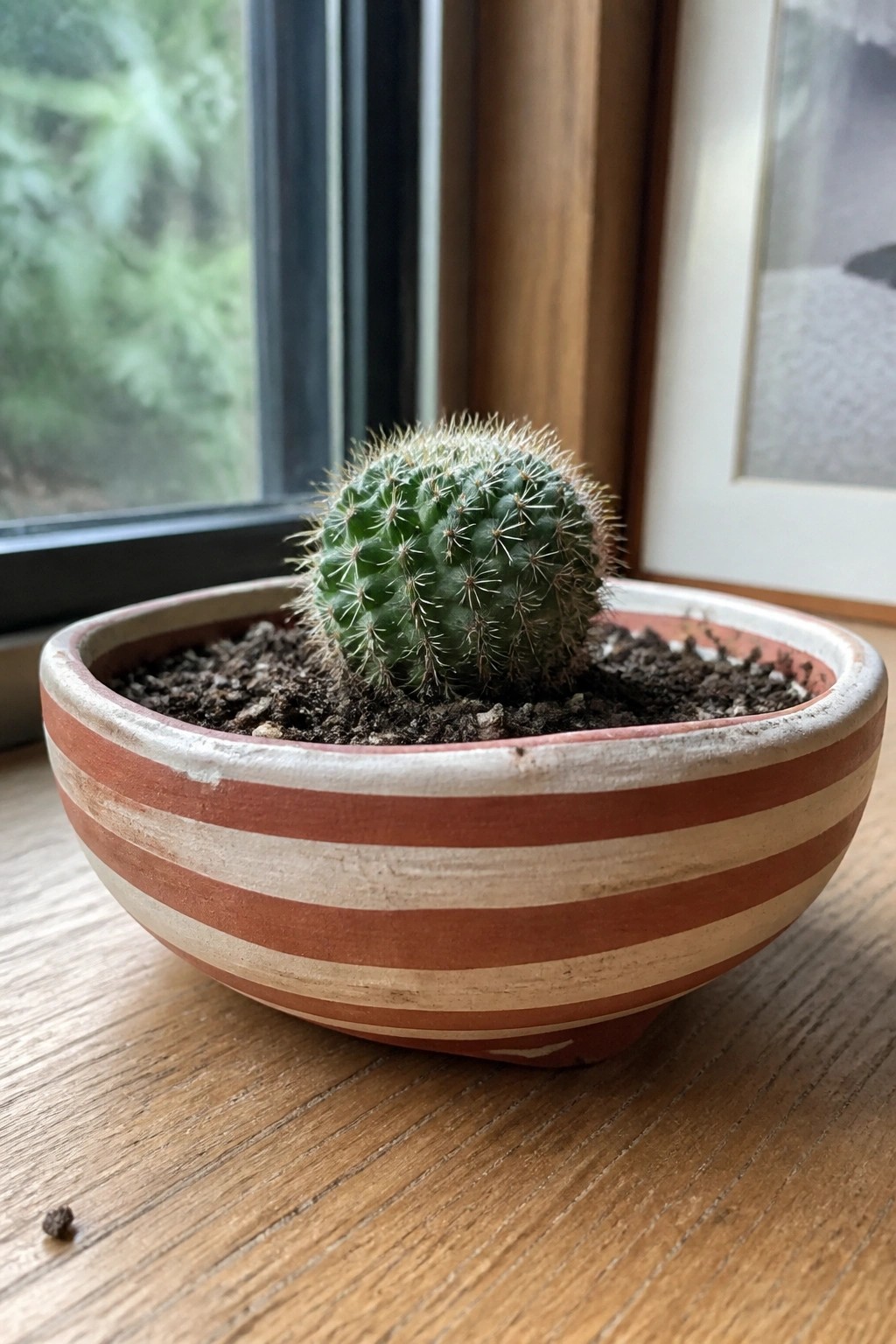 Round green cactus with spines in red-and-white striped terracotta pot on wood
