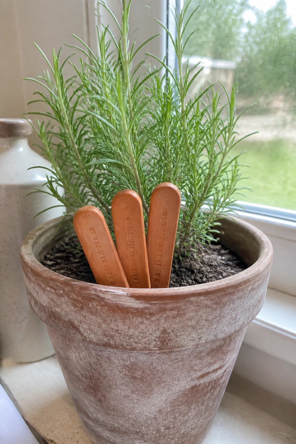 Lush rosemary plant in terracotta pot with three markers on windowsill