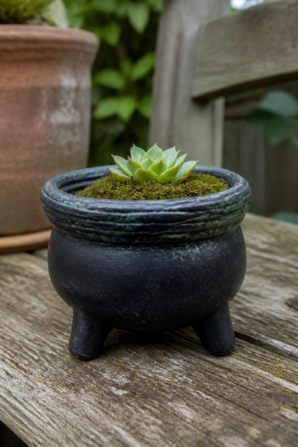 Small green succulent in mossy black three-legged pot on weathered wood surface