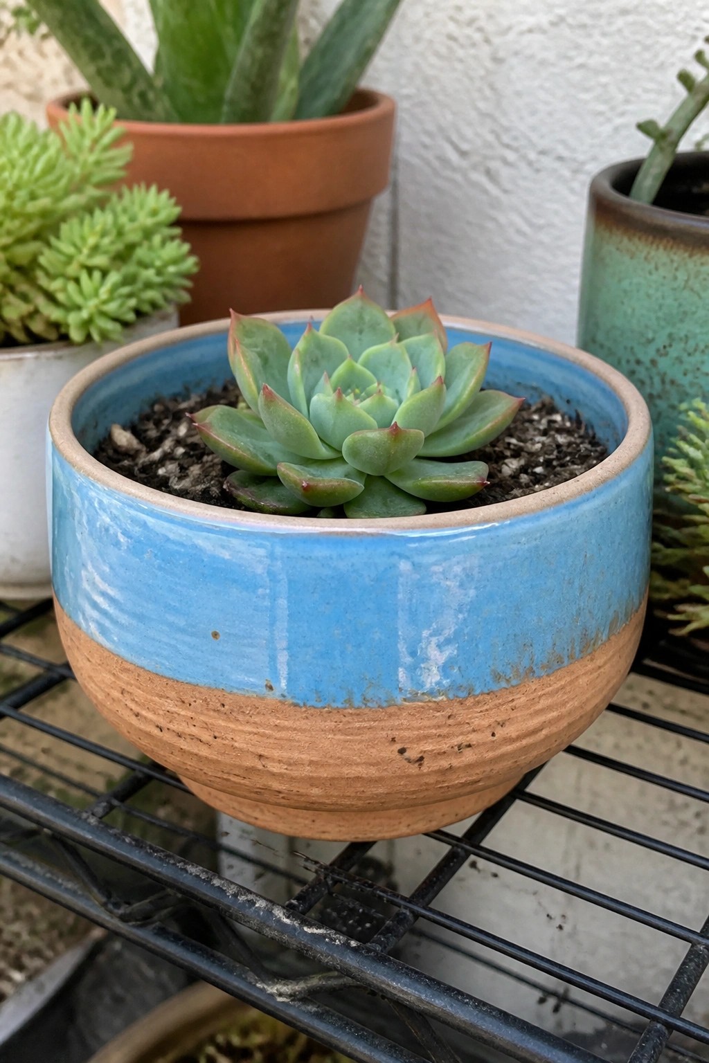 Green succulent with red tips in blue and terracotta pot on metal rack