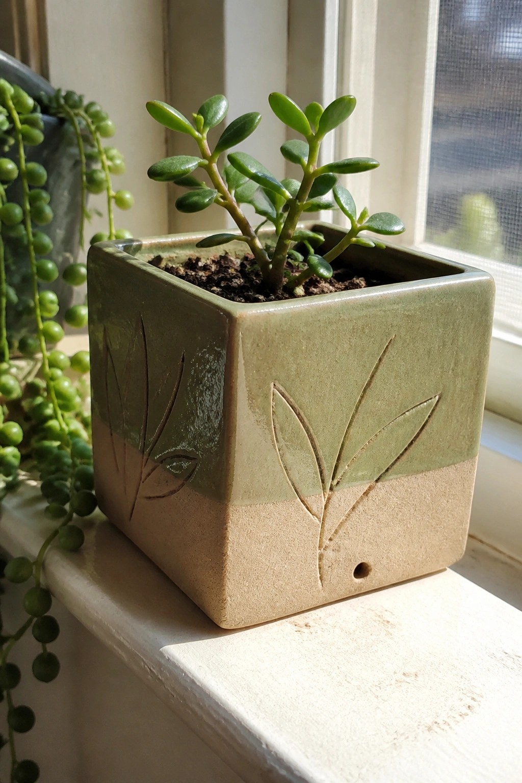 Small green succulent in square green-beige ceramic pot with leaf carvings on windowsill