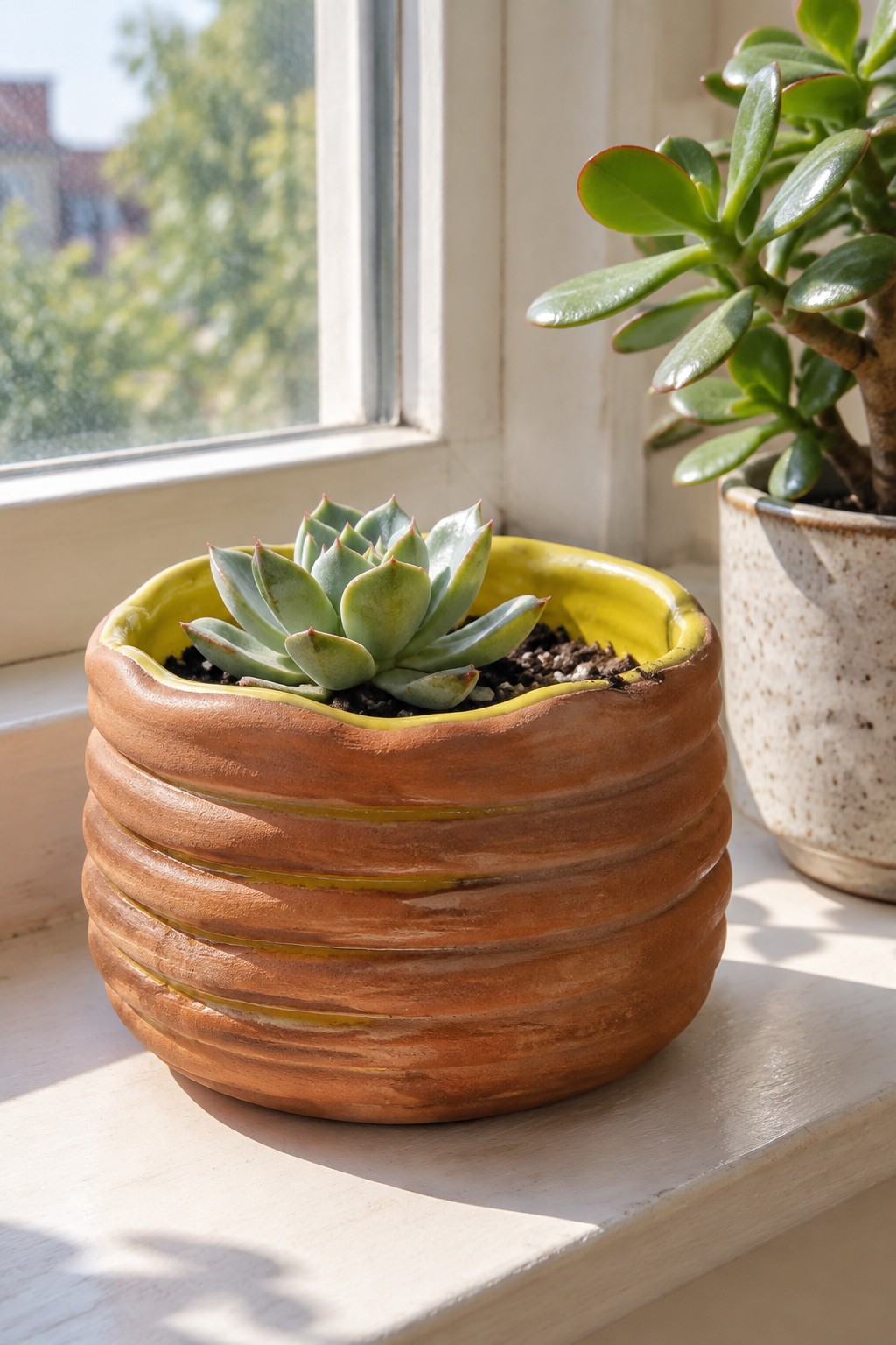 Succulent in ridged terracotta pot with yellow rim on sunlit windowsill