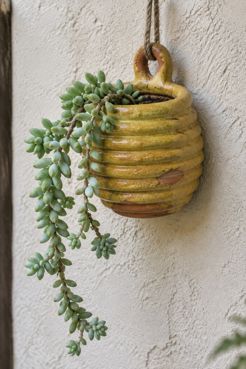 Yellow ceramic hanging pot with trailing green succulent on white wall