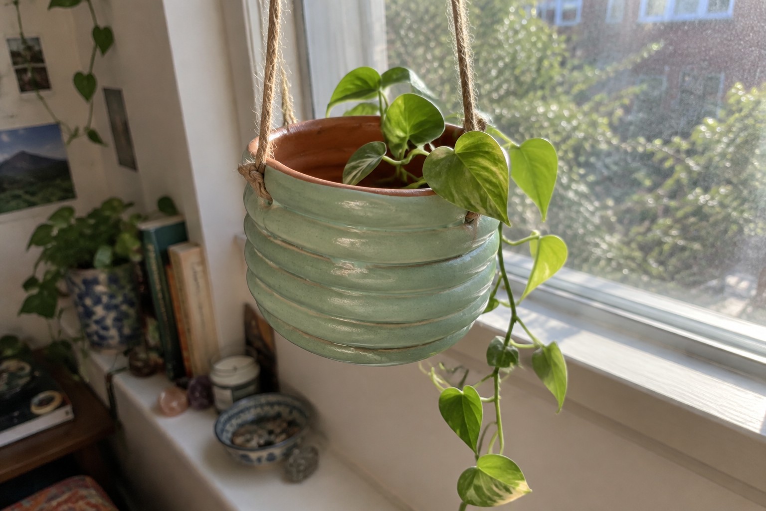 Hanging ribbed light green ceramic planter with trailing variegated pothos by window