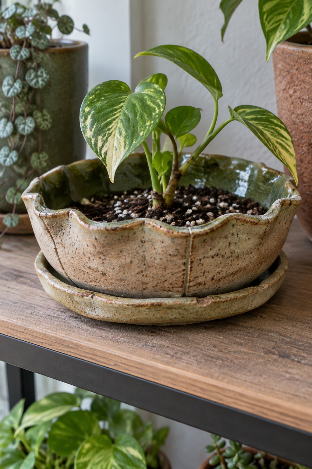 Variegated pothos in scalloped ceramic pot on wooden table with saucer